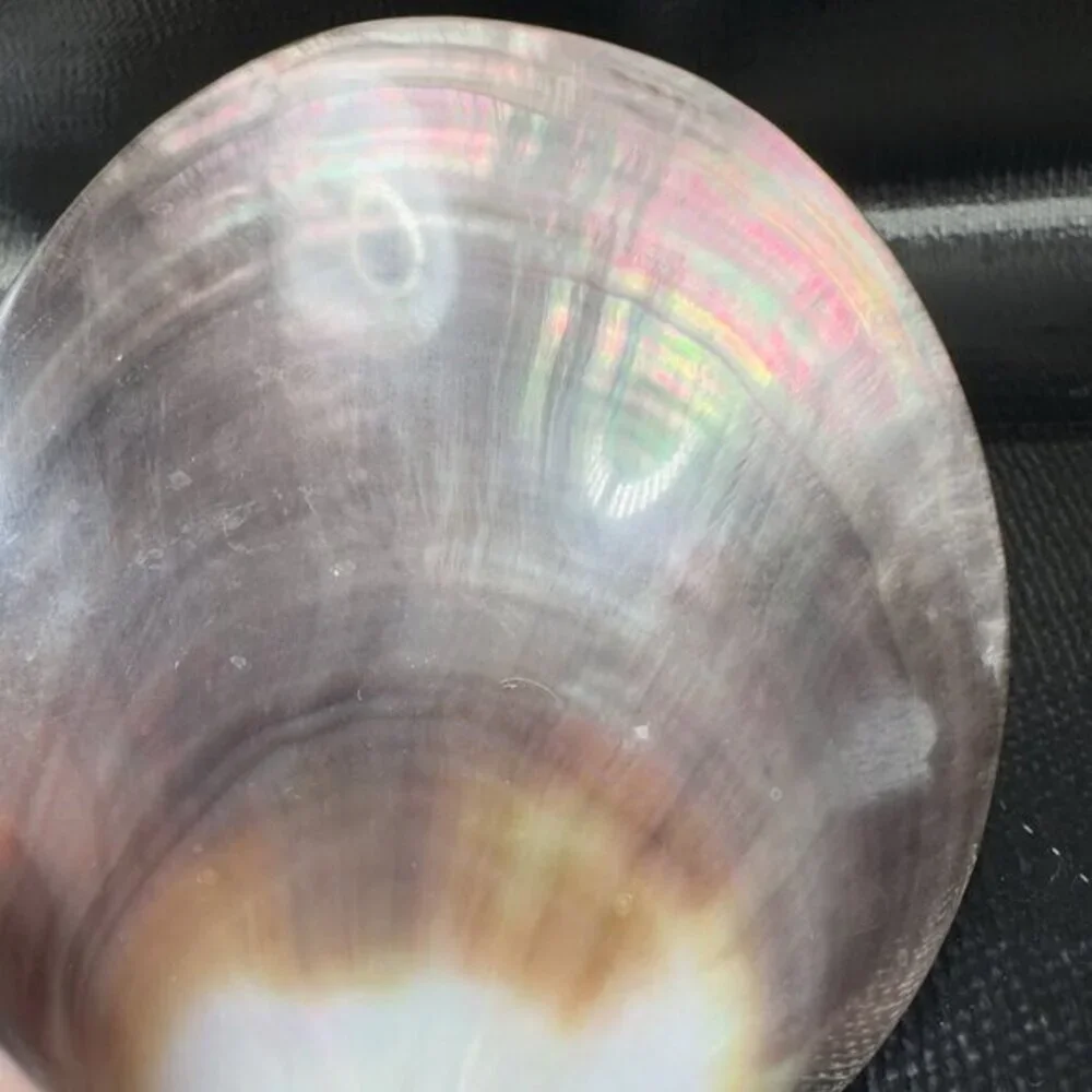 1999 Natural Abalone Shell‎ Iridescent Smooth Etched Mother Of Pearl World Peace